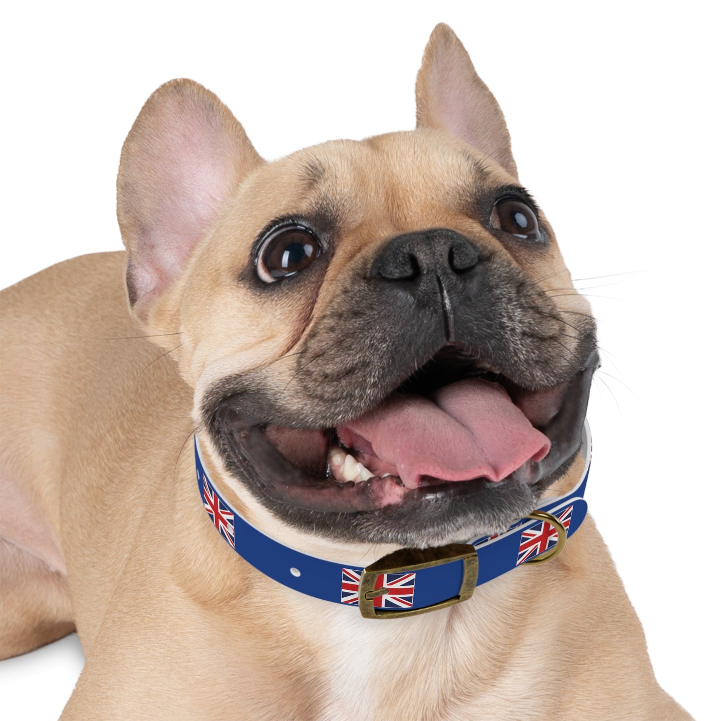 Union Jack Dog Collar